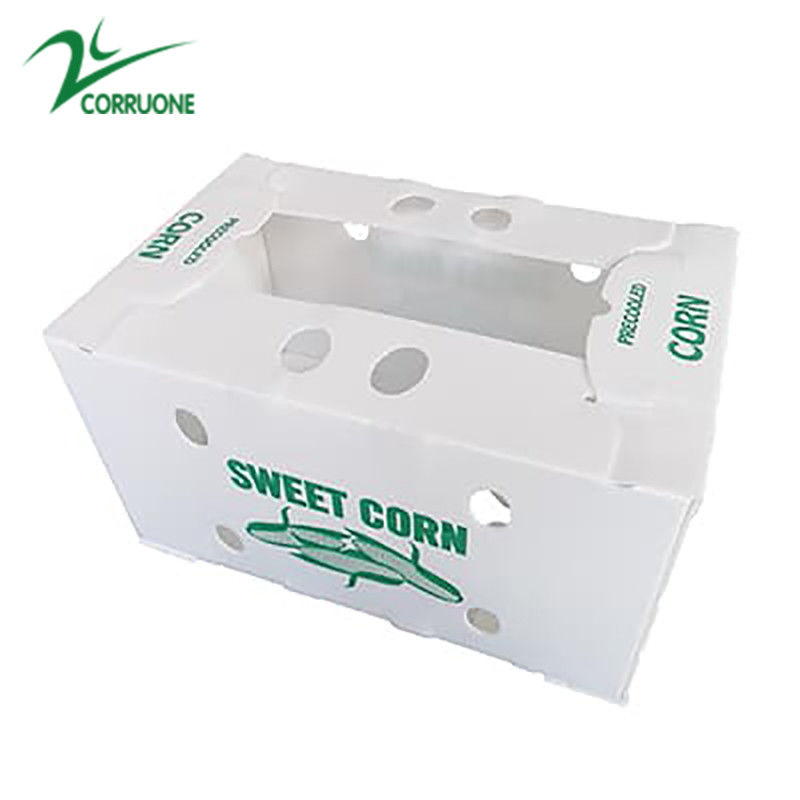 Corregx Fruit Box PP Corrugated Plastic Box per ortaggi e agricoltura
