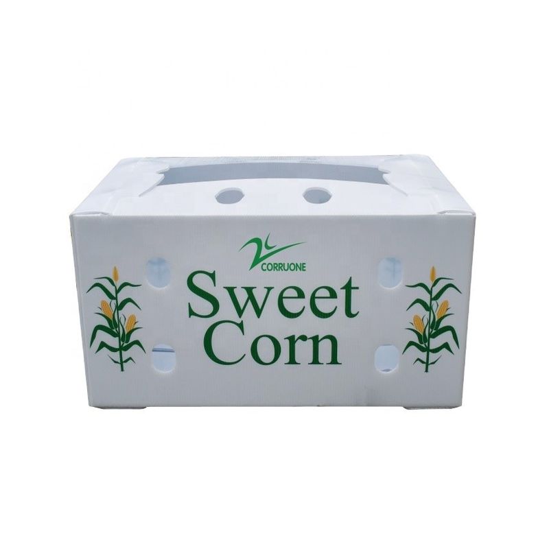 Fabbrica OEM Produce PP Plastic Corrugated Box per il mais dolce fresco Broccoli Aubergine Ginger Box