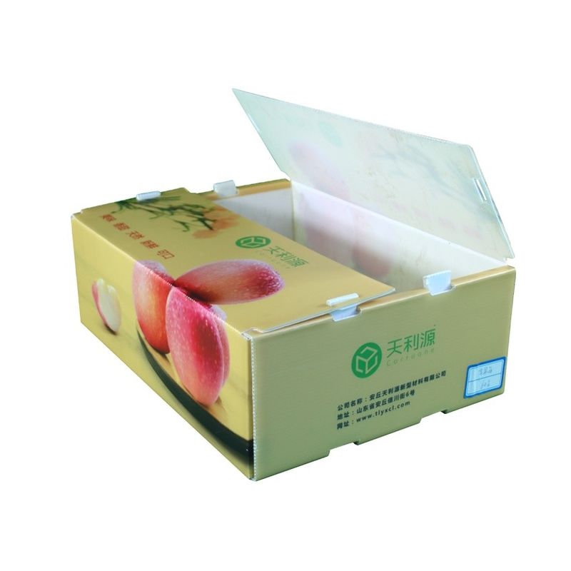 Scatole di plastica PP cartone di plastica ondulato per ortaggi e frutta