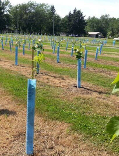 protettori del tronco di Green Plastic Tree della guardia dell'albero di 1.5mm pp Corflute
