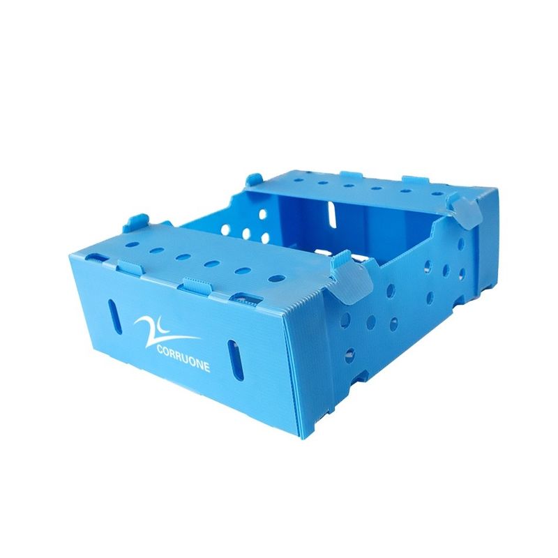 scatole di plastica di 5mm 6mm Correx pp per la frutta e le verdure