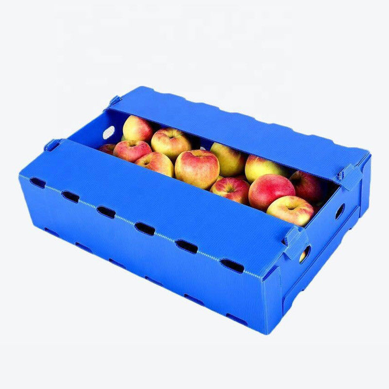 scatole di plastica di 5mm 6mm Correx pp per la frutta e le verdure