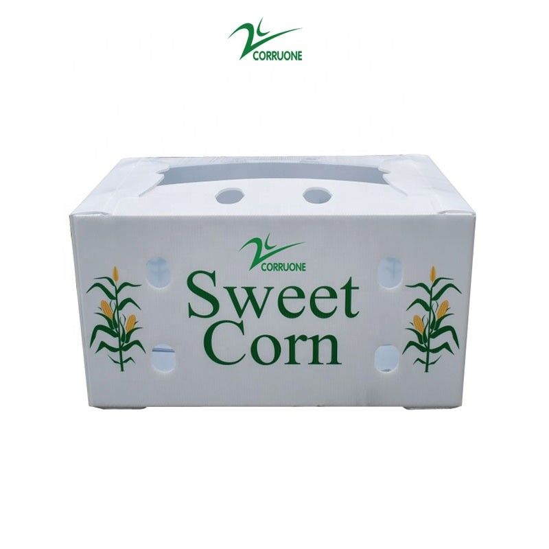 Contenitore ondulato di favo delle scatole di stoccaggio di Corflute dei broccoli per i frutti
