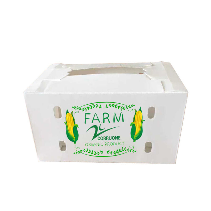Corruone Acque resistenti Polipropilene pieghevole di plastica ondulata Frutta ortaggi Asparagi/Zenzero/Taro/Okra Scatola di imballaggio