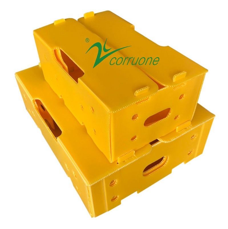 Corruone impermeabile Imballaggio per frutta e verdura PP Cartone di plastica Uve Scatole di imballaggio di plastica Scatole di broccoli scatole ondulate scatole di zenzero