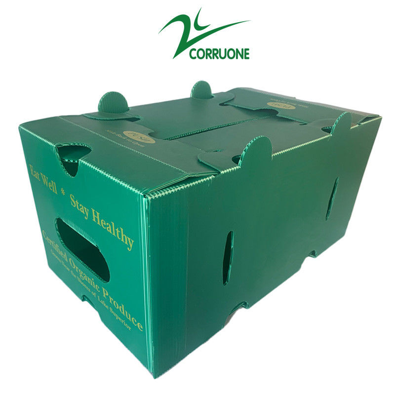Corruone impermeabile Imballaggio per frutta e verdura PP Cartone di plastica Uve Scatole di imballaggio di plastica Scatole di broccoli scatole ondulate scatole di zenzero