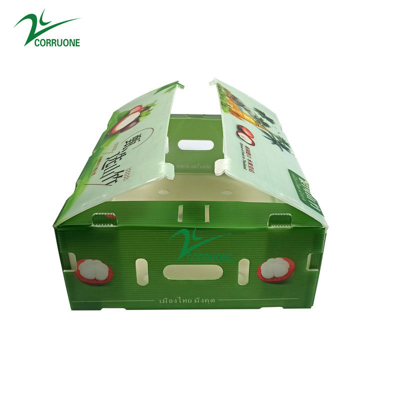Box in plastica corrugata in PP per ortaggi e frutta Box corflute cortex Corn broccoli e agricoltura Scatole di imballaggio
