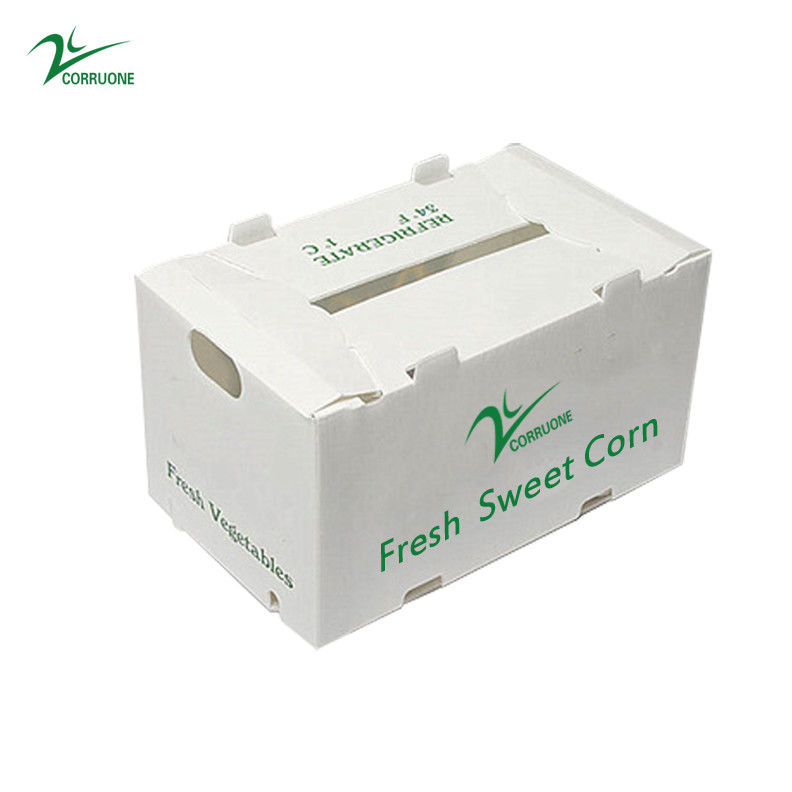 Corregx Fruit Box PP Corrugated Plastic Box per ortaggi e agricoltura