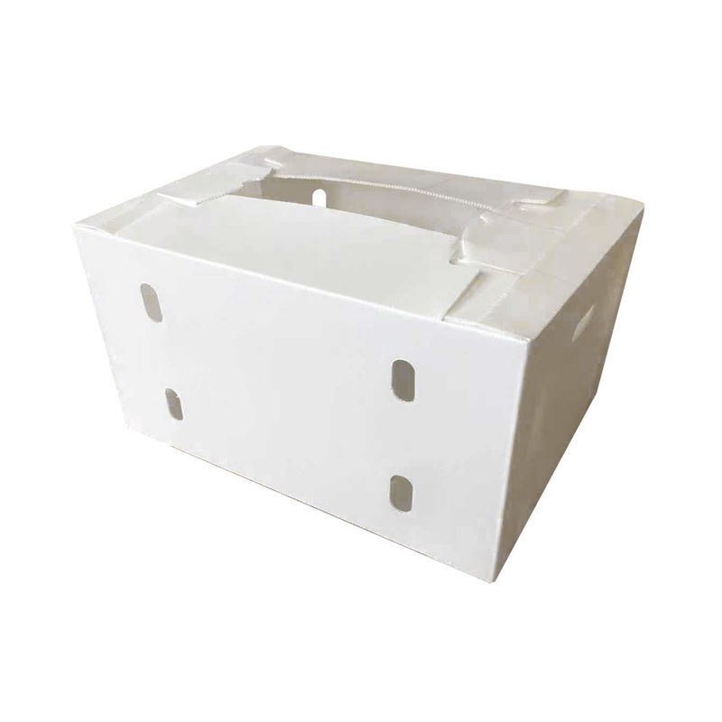 Corregx Fruit Box PP Corrugated Plastic Box per ortaggi e agricoltura