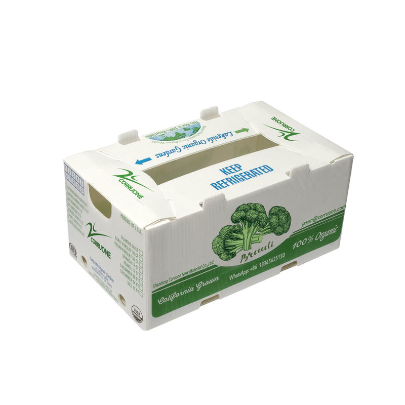 Fabbrica OEM Produce PP Plastic Corrugated Box per il mais dolce fresco Broccoli Aubergine Ginger Box