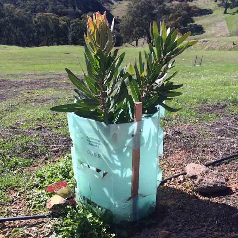 I pp hanno ondulato i protettori di plastica del tronco di Corflute Plastic Tree della guardia dell'albero