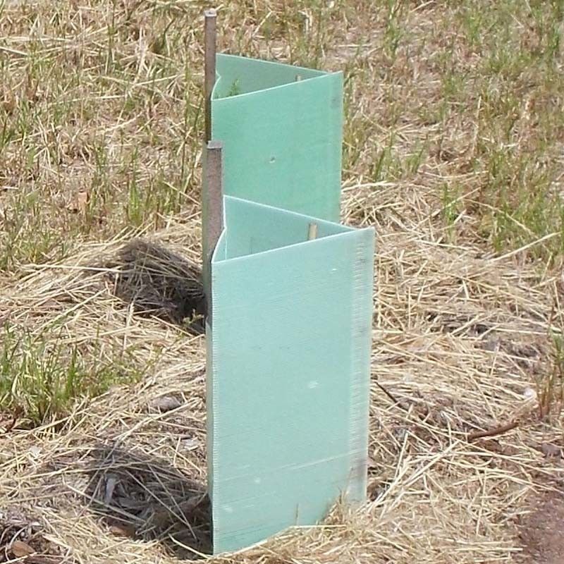 I pp hanno ondulato i protettori di plastica del tronco di Corflute Plastic Tree della guardia dell'albero